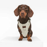 Arnés Chest Marieth