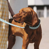 Correa Textura Pedrosa