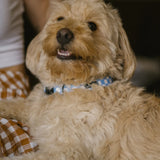 Recycled PET Collar Design, Juno