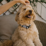 Recycled PET Collar Design, Juno