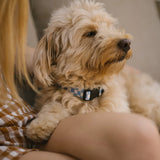 Recycled PET Collar Design, Juno