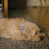 Recycled PET Collar Design, Juno